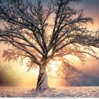 Kalenderseite für Januar 2024; verschneiter Baum im Morgenlicht, Schnee bedeckt die Äste, sonnige und ruhige Winterlandschaft.