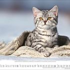 Kalenderseite: Januar mit einer liegenden grauen Katze auf einer Decke im Schnee. Daten unten von 1 bis 31.