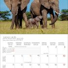 Text: "JANUAR 2027", "Neujahr", "Hl. Drei Könige". Drei Elefanten in einer Savanne.