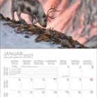 Kalenderblatt Januar 2027 mit einem Rentier auf verschneitem, felsigem Hang vor orangefarbenem, verschwommenem Hintergrund.