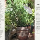 Links Text zu Verlag und Produktion; rechts Inhaltsverzeichnis: Auswahl, Anbau, Ernten und Aufbewahren, Kochen. Pflanze im Topf.