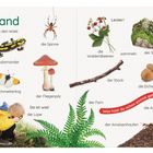 Am Wegrand. Entdecke: Spinne, Walderdbeeren, Fliegenpilz, Eichel, Farn, Ameisen. Da ist was! Die Lupe.