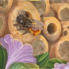 Text beschreibt das ruhige Szenario im Wildbienenhaus. Illustration von Bienenstöcken, einer Biene und lila Blumen.