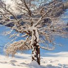 Kalenderblatt mit Januar-Tagen. Ein schneebedeckter Baum steht in einer verschneiten Landschaft unter klarem, blauem Himmel.
