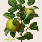 „APFEL ‚STURMERS PEPPING‘ MALUS DOMESTICA“. Darstellung: Zwei grüne Äpfel mit Blättern an einem Zweig.