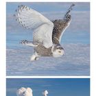 Schneebedeckte Kiefern, Schnee-Eule, schneebedeckte Fichten; Kalenderdaten Januar unten; Winterlandschaftsbilder.