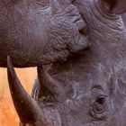"01" mit Kalenderdaten auf orangefarbenem Streifen. Zwei Nashörner schnuppern aneinander in einer Graslandschaft bei Sonnenuntergang.