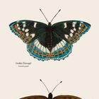 "Januar. Aurorafalter, Großer Eisvogel, Brauneauge. Kalenderübersicht Januar. Illustration von Schmetterlingen."