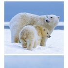 Kalendermonat Januar, Eisbären in verschneiter Landschaft. Drei Bilder: Bär läuft, Bärenkuscheln, zwei Bären von hinten.