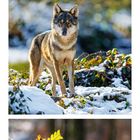 Kalenderblatt zeigt Januar mit Fotos von Moosen, einem Wolf im Schnee und Farnen im Sonnenlicht.