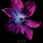 "januar" steht unten, darunter ein Kalender für Januar. Eine lila Blume auf schwarzem Hintergrund dominiert.