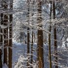 01, Januar, Zitat über die Persönlichkeit von Bäumen. Winterlicher Wald mit schneebedeckten Bäumen und Sonnenschein.