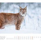 01 2027. Januar-Kalender mit einem eurasischen Luchs im Schnee. Darunter sind die Kalendertage.