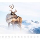 Kalender mit Januar-Datum. Ein Rentier steht in verschneiter Landschaft. Kopf nach links, Berge im Hintergrund.