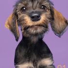 Kalender mit Tagen für Januar. Im Zentrum ein Dackel mit struppigem Fell vor lilafarbenem Hintergrund.