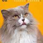 Kalender für Januar mit Zahlen oben. Eine langhaarige Katze mit gelbem Hintergrund ist darunter zu sehen.