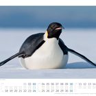 Kalender, Januar. Kaiserpinguin auf Schnee. 01 hervorgehoben. Feiertage: Neujahrstag, Heilige Drei Könige, Martin Luther King Day.