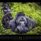 Kalender: Januar 01. Eine Gruppe von Berggorillas liegt im grünen Dschungel.
