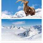 53. Woche 2026, 28. Mo, 29. Di, 30. Mi, 31. Do Silvester, 01. Fr Neujahrstag, 02. Sa Berchtoldstag (CH), 03. So, Dez/Jan. Ein Steinbock steht auf schneebedecktem Berg, darüber klare blaue Himmel. Darunter verschneite Berglandschaft.