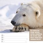 „Ich brauche keine neuen guten Vorsätze, die alten sind noch praktisch unangetastet.“ Ein Eisbär liegt im Schnee. Kalenderdaten: 28. Dezember bis 3. Januar.