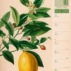 "12 01 Woche 53|2026, Zitrone. Illustration: Zitronenzweig mit Blättern und einer gelben Frucht rechts."