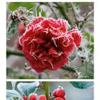 Kalenderblatt Januar; winterliche Pflanzenmotive: Schneebedeckte Stechpalme und Beeren, frostbedeckte rote Blüte.