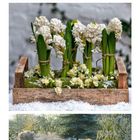 01, 02, 03 markiert als Sonntage, 1 unten rechts. Drei Fotos: Winterdekoration mit Pflanzen, weiße Hyazinthen, frostiger Garten.