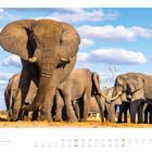 01: Elefanten in Savute im Chobe-Nationalpark, Botswana. Große Elefantenherde auf sandigem Boden unter blauem Himmel mit Wolken.