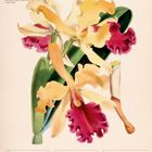 Kalenderblatt mit Orchideen-Illustration. Text: "Cattleya", "28 MO", "Neujahrstag", "53. WOCHE 2026", "Dez/Jan".