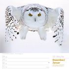 53. Woche, Dezember/Januar 2026/2027. 
Kalender mit Schnee-Eule im Flug, gelb-schwarze Augen, ausgebreitete Flügel auf weißem Hintergrund.