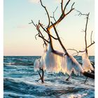 53 DEZ/JAN, MO 28, DI 29, MI 30, DO 31, FR 01, SA 02, SO 03. Ein gefrorener Ast im Meer, von Eis bedeckt.