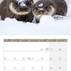 Kalender mit Januar-Daten 2027. Zwei Otter im Schnee, das Bild obendrauf.
