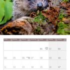 Unten ein Kalenderblatt für Januar 2027. Oben ein Igelkopf zwischen Baumrinde und grünem Hintergrund.