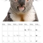 Kalenderblatt für Januar 2027. Oben ist das Gesicht eines Koalas zu sehen.