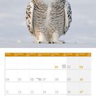 Kalenderseite für Januar 2027. Oben eine Schnee-Eule auf Schnee mit gelben Augen.