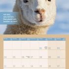 "Ich bin, wie ich bin. Das passt am besten zu mir!" Ein Kalenderblatt zeigt ein Alpaka im Schnee.