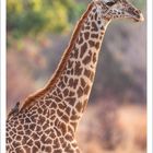 Kalenderblatt mit Januar 2027. Eine Giraffe im Profil, mit einem Vogel auf ihrem Rücken. Hintergrund unscharf.