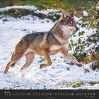 Januar. Ein Wolf läuft durch eine schneebedeckte Landschaft. Im Hintergrund sind grüne Pflanzen mit Schnee bedeckt.