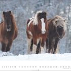 Jan. 1-31, Neujahr, Heilige Drei Könige. Drei Pferde im Schnee, ein braunes, ein braun-weiß geschecktes und ein drittes mit heller Mähne.