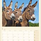 Text: "2027", "Freitag 1, Neujahr", "6 Heilige Drei Könige". Drei Esel in der Natur sind abgebildet.