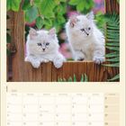 Kalender für Januar 2027. Zwei flauschige weiße Kätzchen schauen neugierig über einen Holzzaun, umgeben von grünen Blättern.