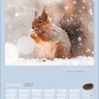 "Die Natur muss gefühlt werden." - Alexander von Humboldt. Januar 2027 Kalender, Foto eines Eichhörnchens im Schnee.