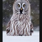 Kalenderblatt mit Monat Januar. Oben Bartkauz im Schnee mit gelben Augen. Hintergrund verschwommen.