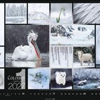 "Colours of Nature 2021. Enthält weiße Tiere im Schnee: Pelikan, Ziegen, Schneehasen, Eisbär, Wiesel, Ente, Schneeglöckchen."