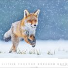 Kalender zeigt Januar, mit einem Rotfuchs im Schnee, springend, während leise Schneeflocken fallen.