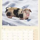 Kalenderseite Januar 2027 mit einem Ferkel im Schnee. Feiertage sind Neujahr und Heilige Drei Könige markiert.