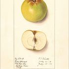 Illustration eines grünen Apfels und eines halbierten Apfels mit handschriftlichen Notizen. Darunter ein Kalender.