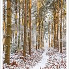 Holt Country Park, Norfolk, Großbritannien. Ein verschneiter Waldweg durch hohe Bäume, umgeben von schneebedecktem Boden.