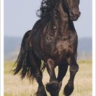 "Freese | Foto: Sabine Stuewer. 1, 2027. Kalender. Schwarzes Pferd galoppiert auf grünem Feld."