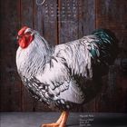 "januar" oben in eleganter Schrift, darunter ein Monatskalender. Ein stolzer Hahn mit weißen und schwarzen Federn steht vor einer Holzwand.